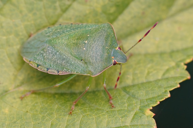 Closeup em um shieldbug verde do sul adulto, Nezara virudula em uma folha no jardim