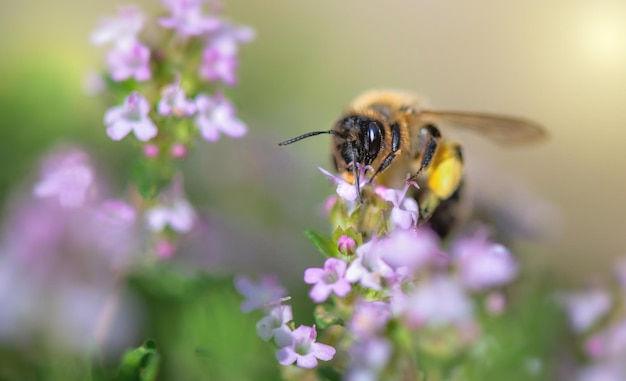 Closeup em uma abelha polinizando flores brancas de tomilho em um jardim em fundo desfocado na primavera