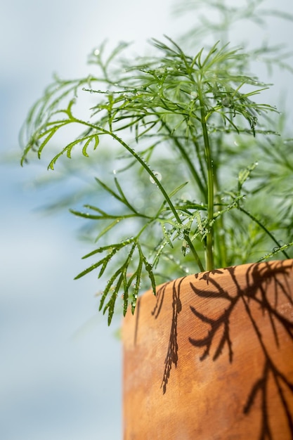 Closeup de eneldo fresco con gotas de agua después de rociar verduras en la terraza hierbas orgánicas cultivadas en casa