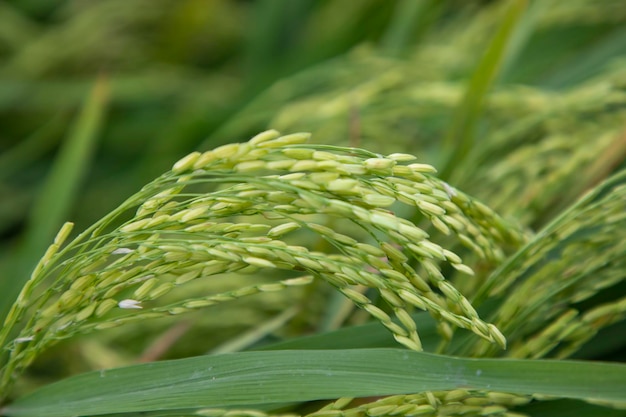 Closeup enfoque grano arroz pico cosecha agricultura paisaje