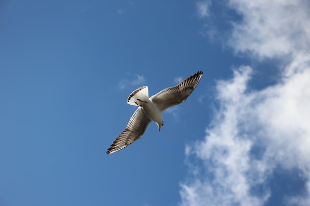 closeup extremo de uma gaivota voando no céu azul