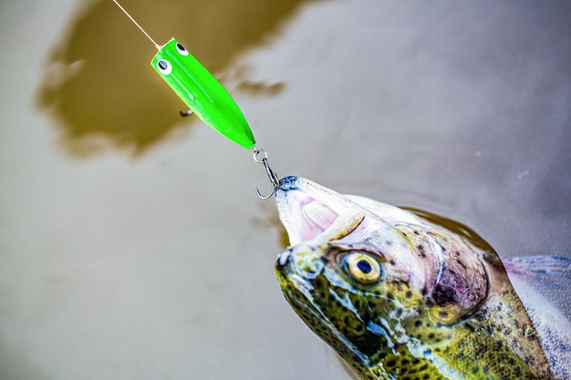 Closeup fechado de um anzol Pescador e trutas Spinning pesca truta em lagos Truta Brook Um close-up trutas arco-íris Ainda pesca de truta de água Pesca