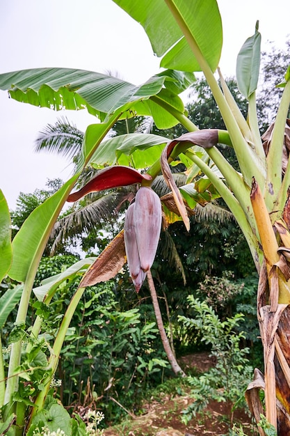 closeup flor banana crescendo em uma plantação