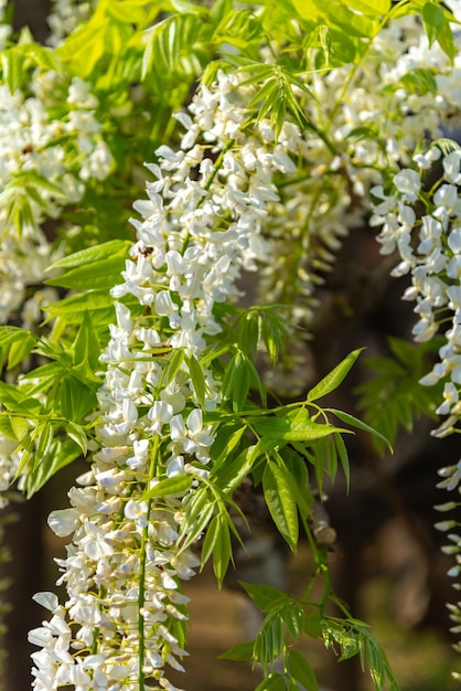 Closeup flor cheia de flores brancas de Wisteria em flor na primavera