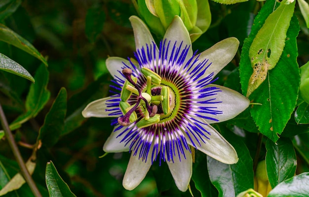 Foto closeup de una flor de la pasión passiflora caerulea entre las hojas de los árboles