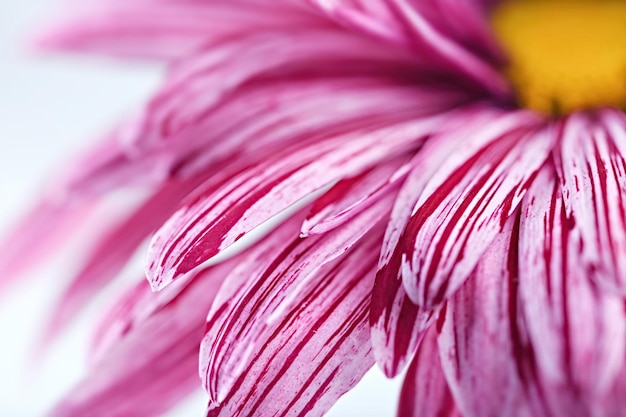 closeup flor rosa