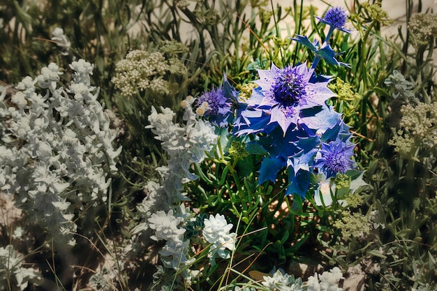 Closeup flora típica a lo largo de la costa del norte de España Galicia