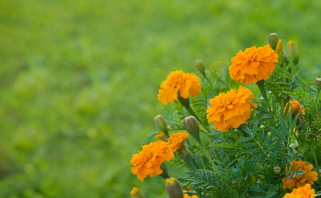 Foto closeup flores de claveles de la india marygold floreciendo en el jardín