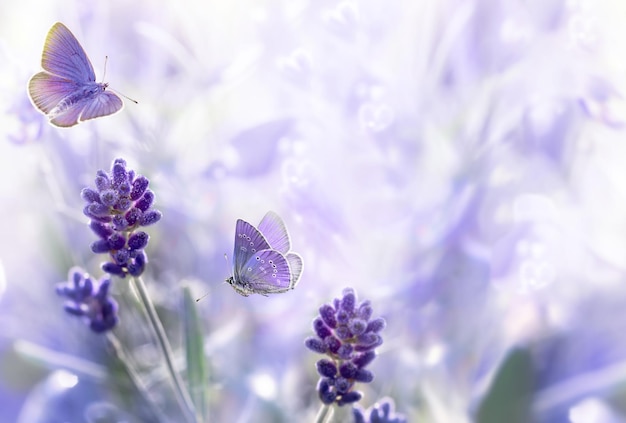 Closeup Flores de lavanda e borboletas voadoras Espaço livre