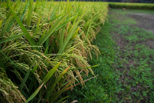 Closeup foco grão arroz espiga colheita agricultura paisagem