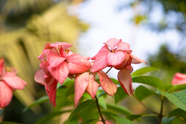 Closeup Focus Pink Dona Queen Sirikit flor en la rama del árbol del jardín