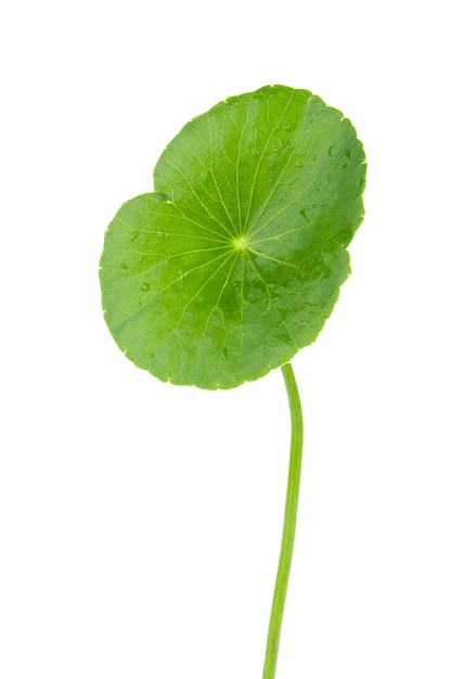 Closeup folha de Gotu kola, pennywort asiática, folha asiática isolada no fundo branco