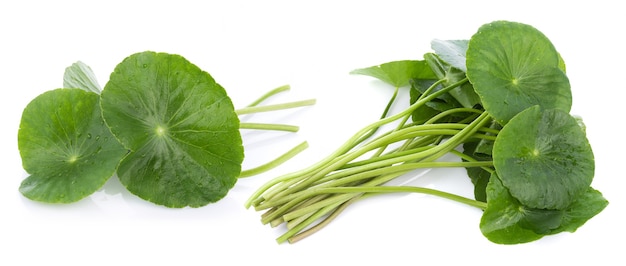 Closeup folha de Gotu kola, pennywort asiática, folha asiática isolada