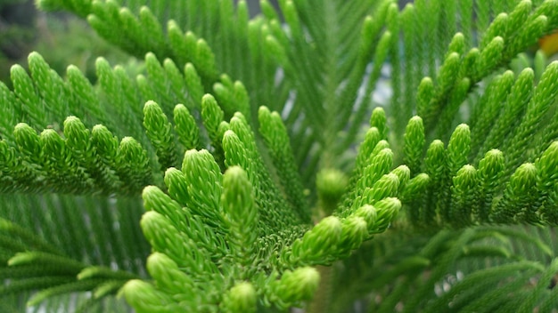 Closeup folhas de cipreste coníferas verdejantes frescas