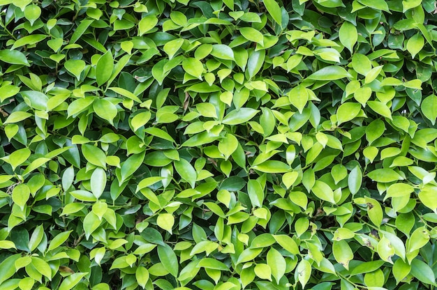 Closeup folhas verdes de superfície da planta no jardim texturizado fundo