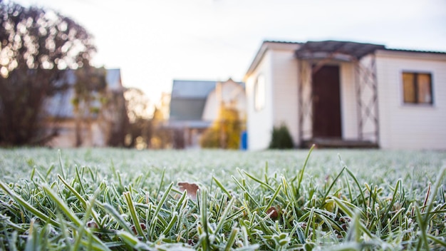 Closeup fondo natural borroso hierba congelada con rama de hielo en invierno