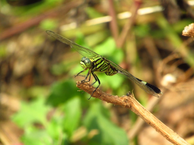 Closeup, foto, de, um, libélula verde, perched, ligado, ramo árvore