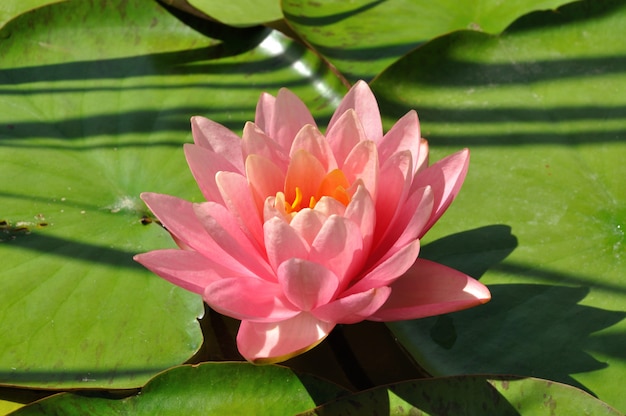 Closeup foto de una hermosa flor de loto rosa que crece en un estanque