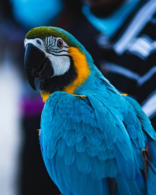 Closeup foto de un hermoso colorido guacamayo escarlata