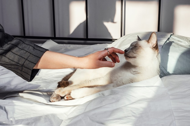 Closeup foto de las manos de una mujer tocando gato blanco acostado en la cama