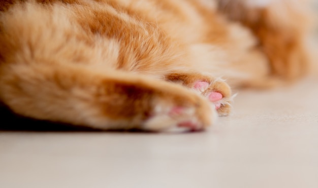 Closeup foto de patas de coon de maine esponjosas rojas