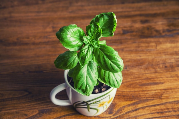 Closeup foto de planta de albahaca verde fresca en una olla blanca