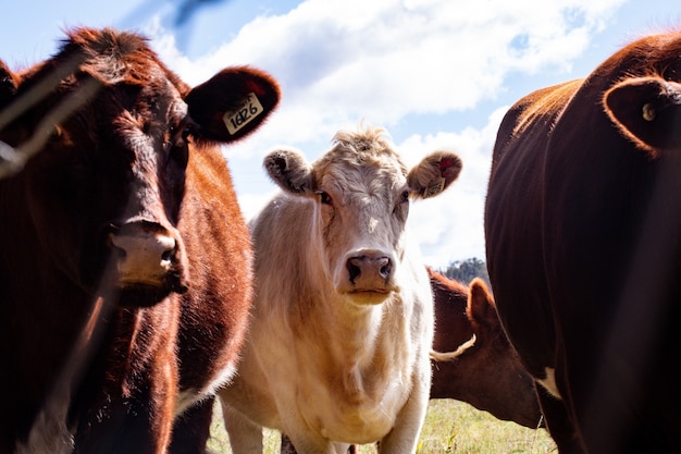 Foto closeup foto de vacas marrones y blancas en una pradera