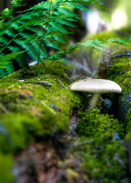 Foto closeup foto vertical de un paisaje forestal un hongo sobre un árbol caído se abre paso a través del