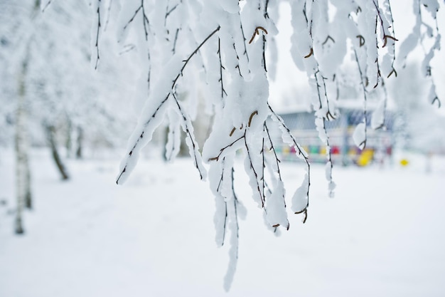 Closeup Foto von Zweigen mit Schnee bedeckt Winterwunderland