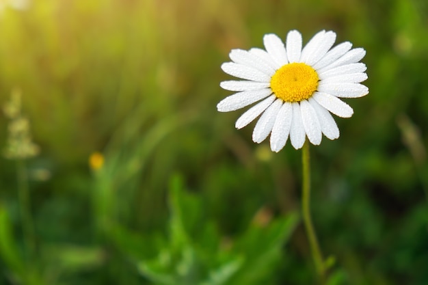 Closeup fotografia de uma flor de camomila. Margarida solitária durante o pôr do sol