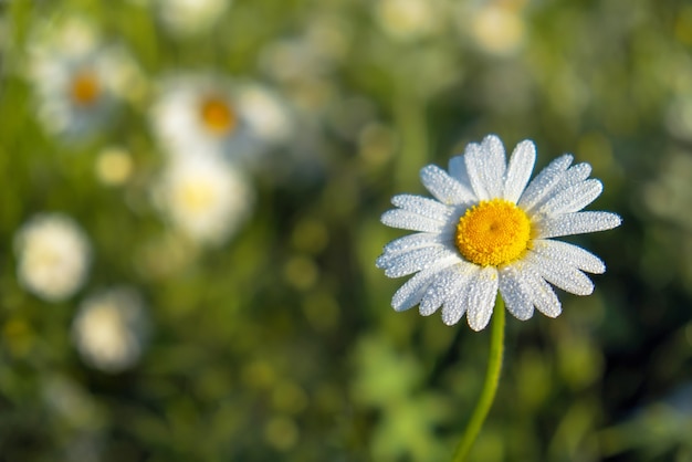 Closeup fotografia de uma flor de camomila. Margarida solitária durante o pôr do sol