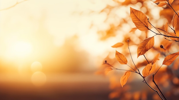 closeup galho de árvore folhas luz solar fundo distante embaçado passando o tempo pétalas caindo outubro