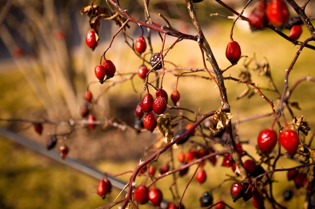 Closeup getönten Foto von Berberitze Beeren wachsen auf Busch