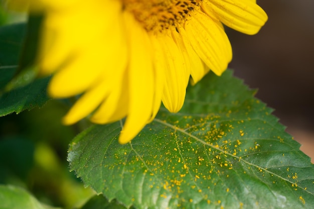 Closeup girassol amarelo em plena floração