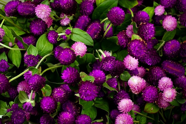 Closeup Globe Amaranth Schönheitsblume