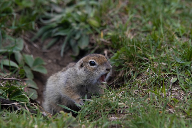 Closeup gopher en un campo verde asoma de una madriguera