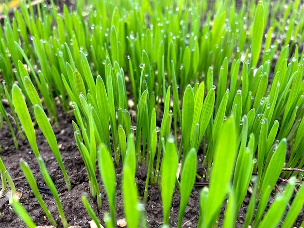 Closeup grama grossa fresca com gotas de água