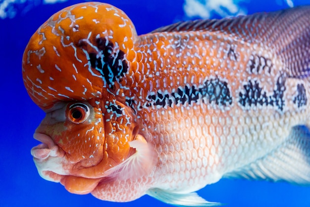 Foto closeup gran acuario peces el cuerno de la flor