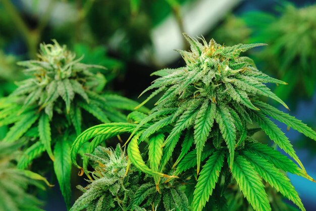 Closeup gratificante cânhamo de cannabis com botão em fazenda interna de instalações de cultivo