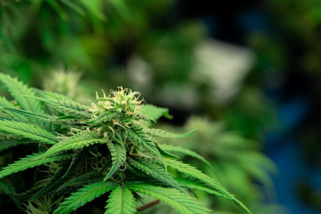 Closeup gratificante cânhamo de cannabis com broto na fazenda interna de instalações de cultivo
