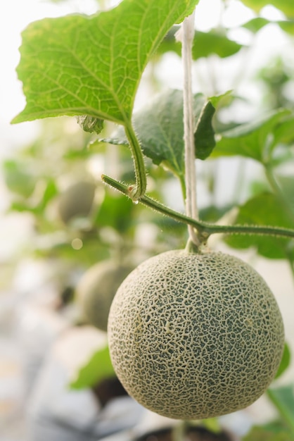 Closeup Green Net melão Cultivado em estufas usando corda para pendurar a fruta para facilitar o cuidado