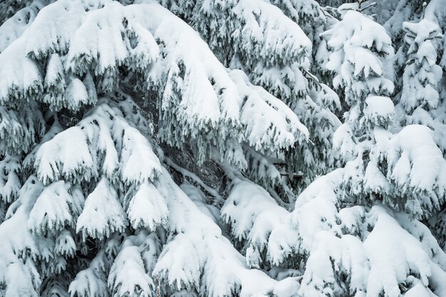 Closeup gruesos abetos nevados esponjosos se encuentran en el bosque en un día de invierno helado