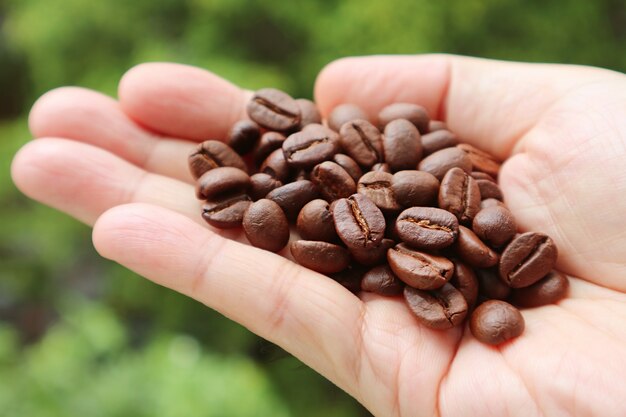 Closeup Haufen gerösteter Kaffeebohnen in der Hand des Mannes