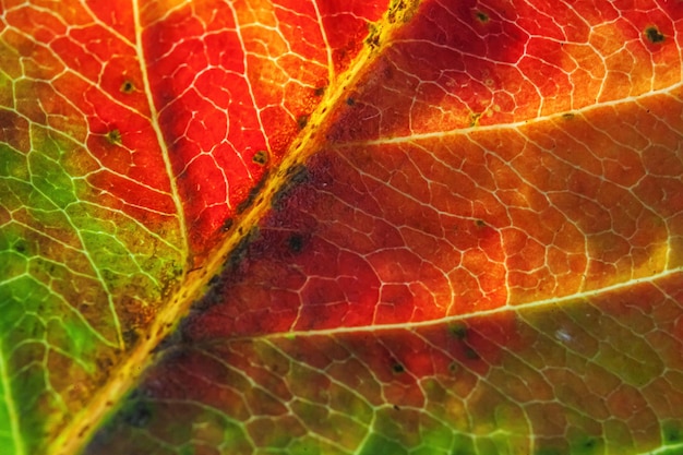 Closeup Herbst Herbst extreme Makro Textur Blick auf rot orange grün Holz Blatt Baum Blatt glühen in Sonne Hintergrund Inspirierende Natur Oktober oder September Tapete Wechsel der Jahreszeiten Konzept