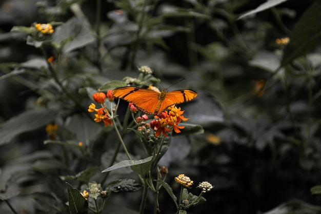 Closeup hermosa mariposa en un jardín de verano