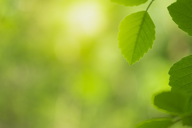 Closeup hermosa vista de la hoja verde de la naturaleza en verde borrosa