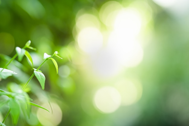 Closeup hermosa vista de la naturaleza verde deja en árbol verde borrosa