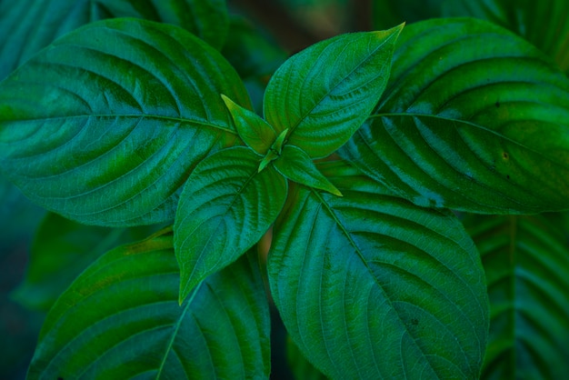 Closeup hoja verde en el tema de drama