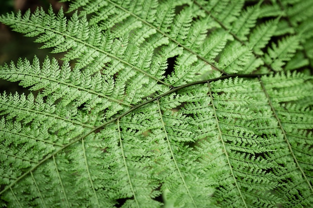 Foto closeup hojas de helecho tropical