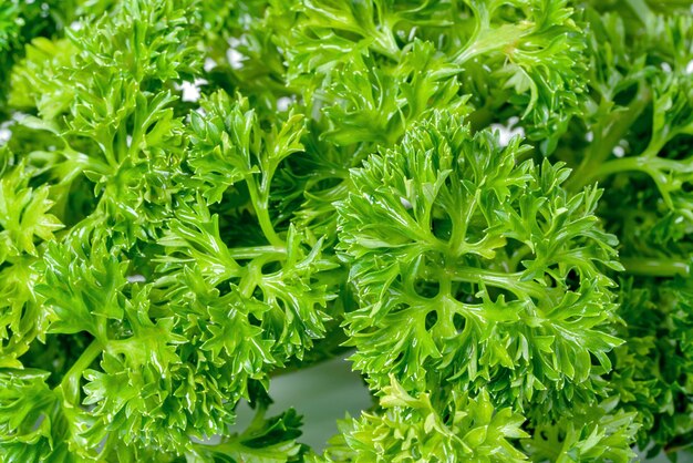 Foto closeup hojas de perejil o hojas de petroselinum crispum patrón de hojas verdes